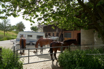 Paddock